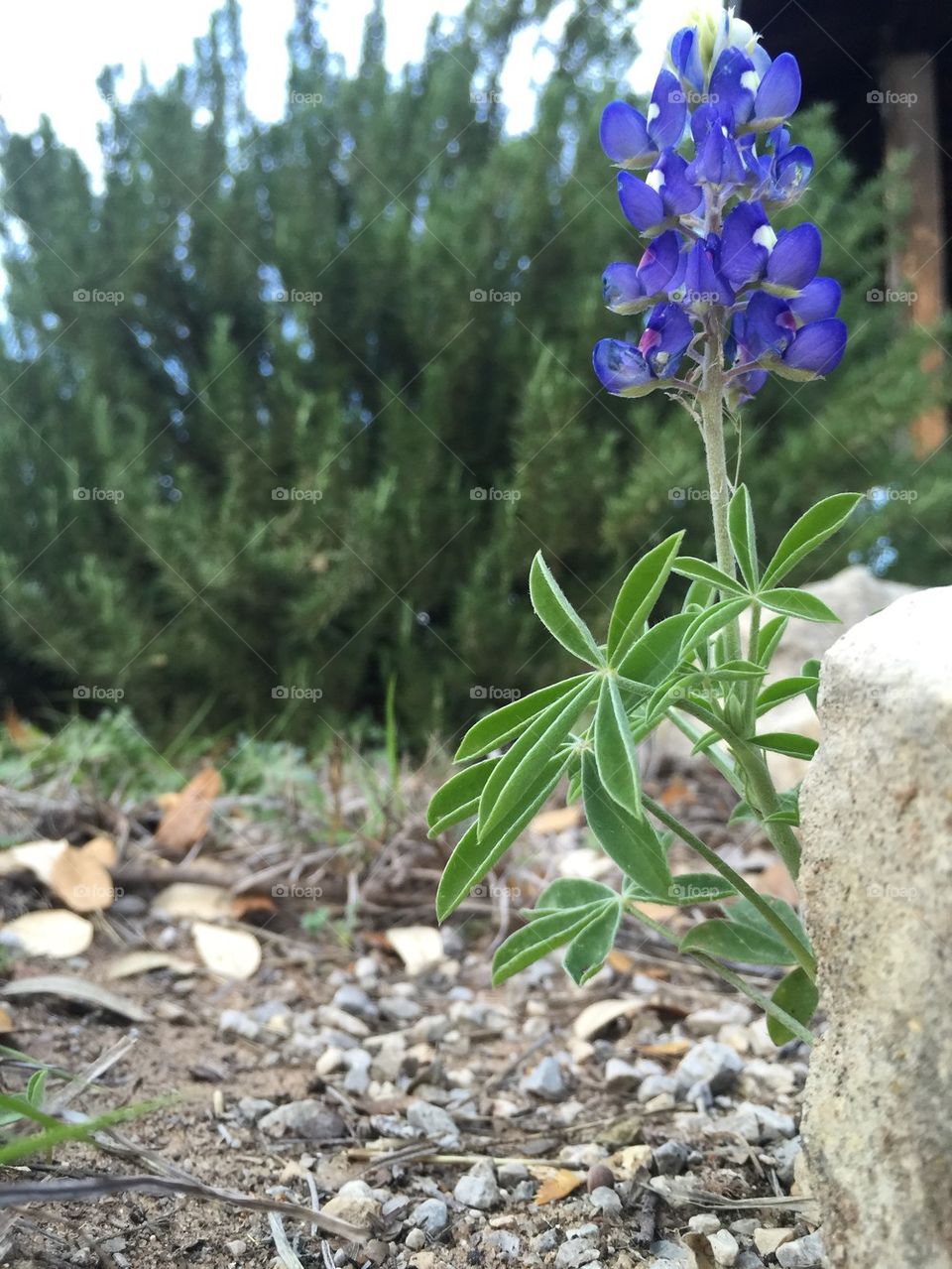 Texas Bluebonnet 