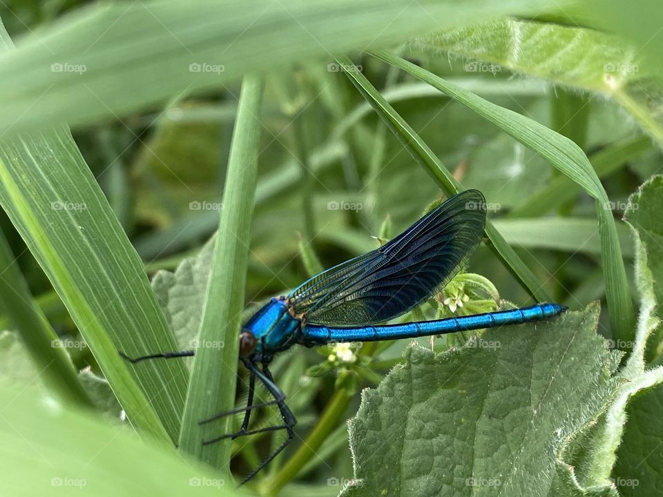 A close up of a damsel fly 