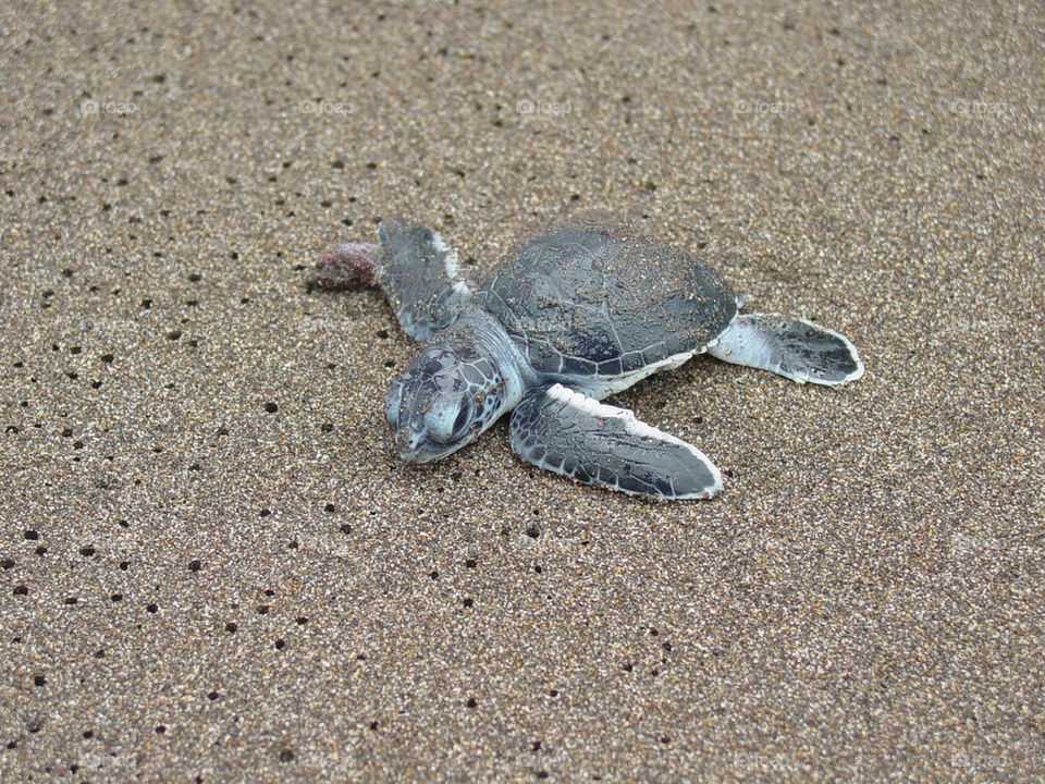 beach baby turtle costa by josjpb