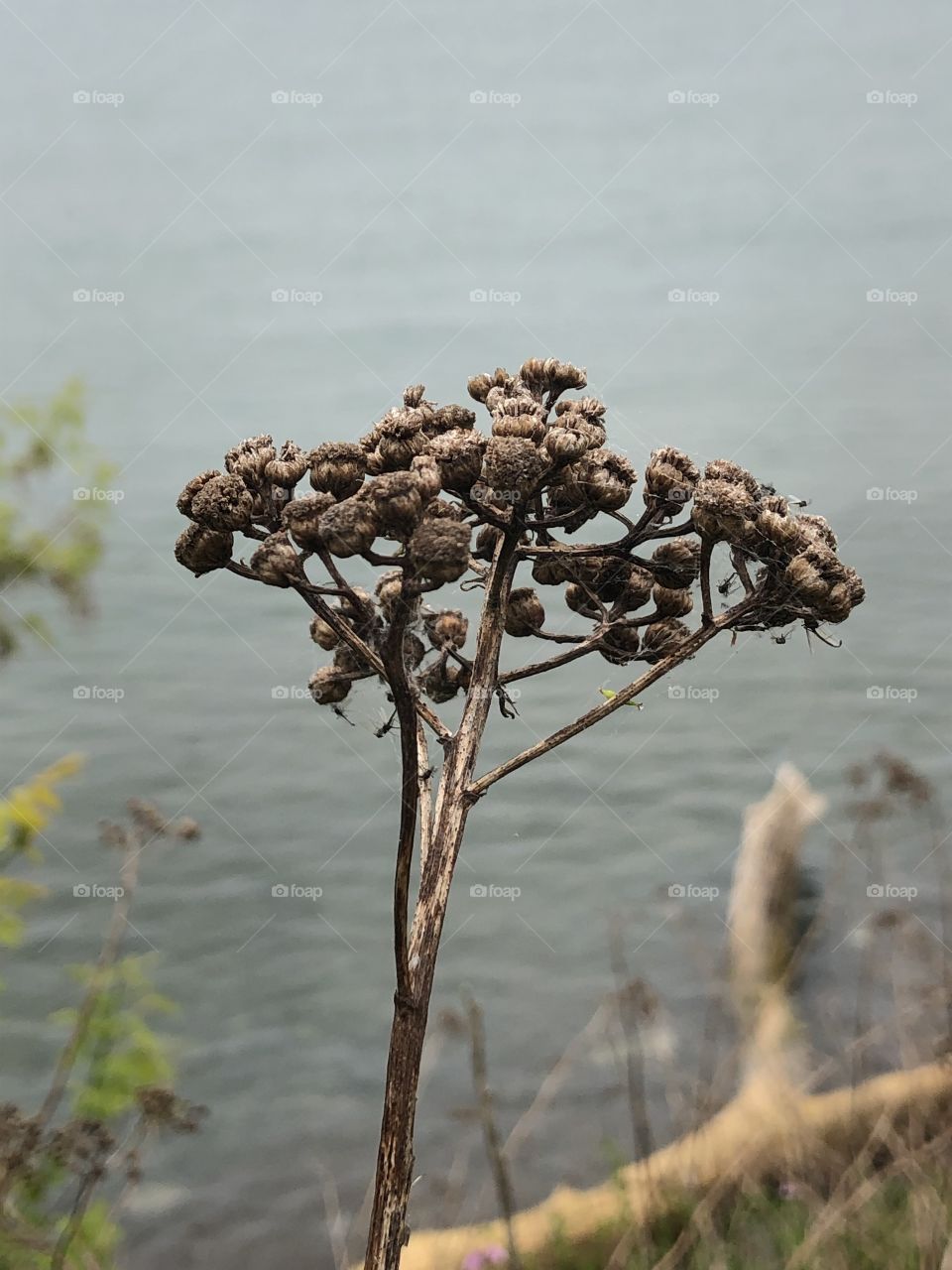 Seeds by the Lake 