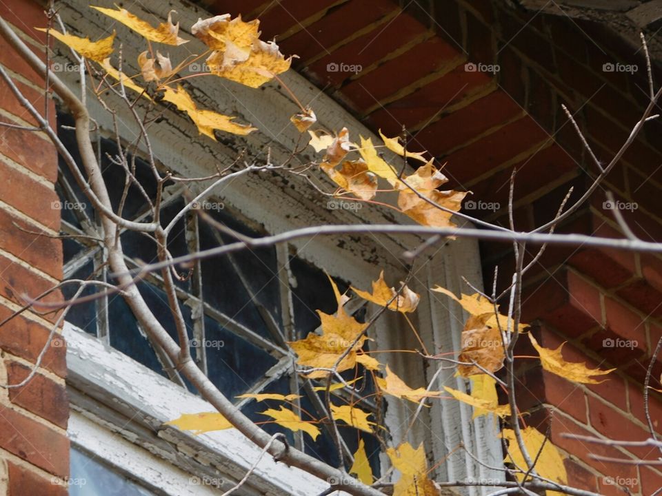 old fall window outside
