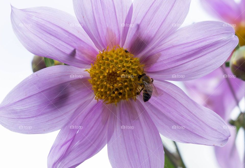 Bee on flower