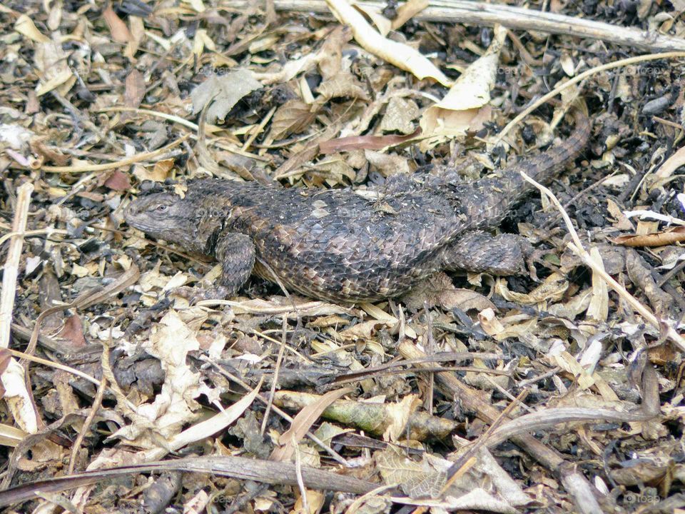 Camouflage lizard