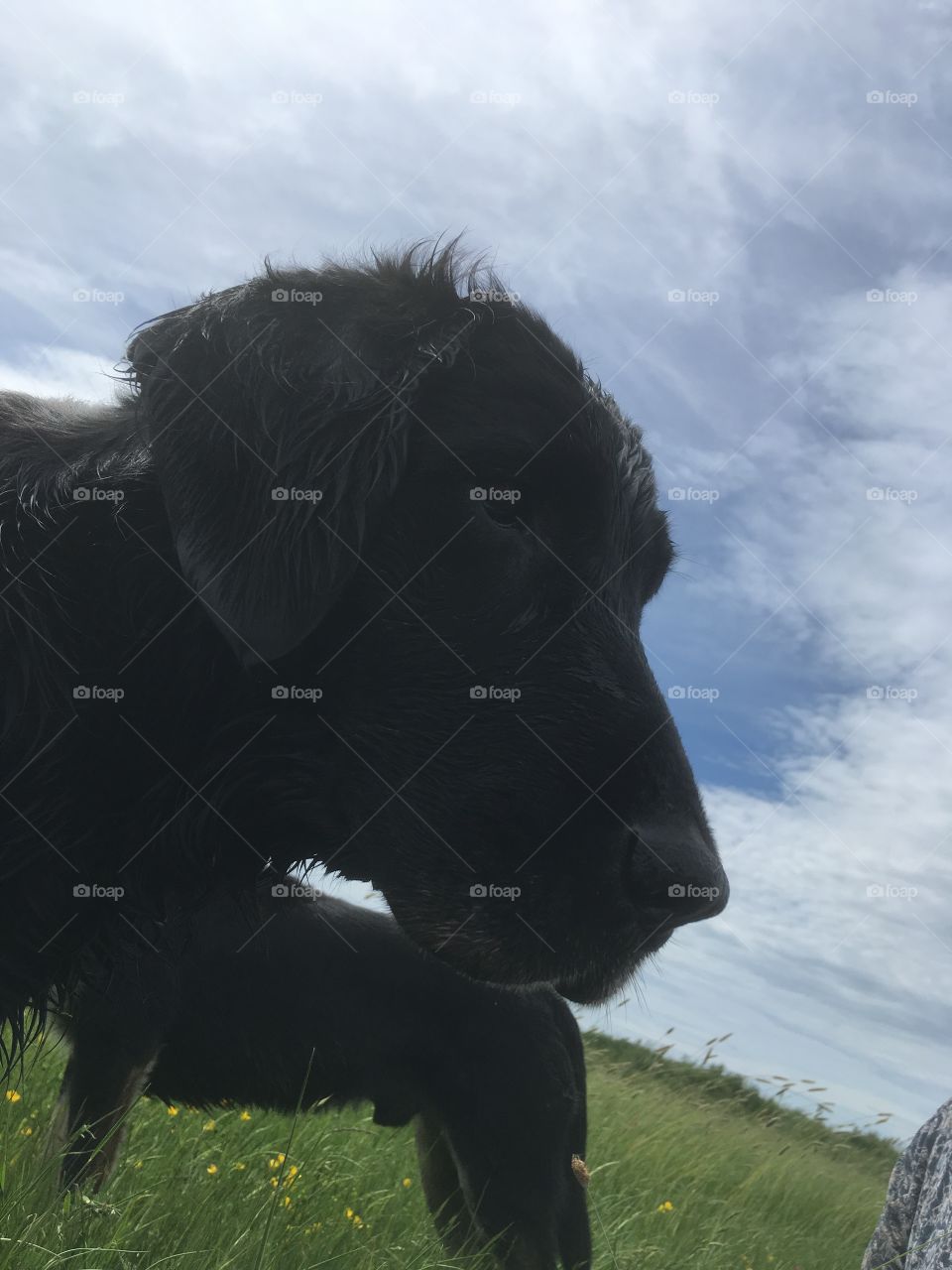Uphill or downhill struggle? My beautiful flatcoat retriever at an unusual amusing angle and stance
