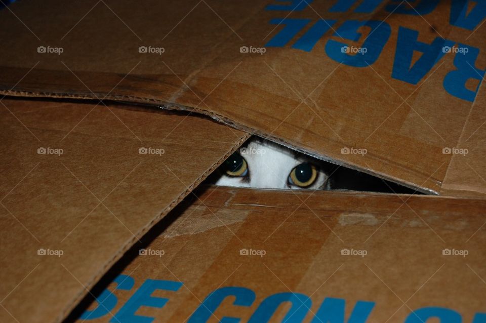 Cat in a box