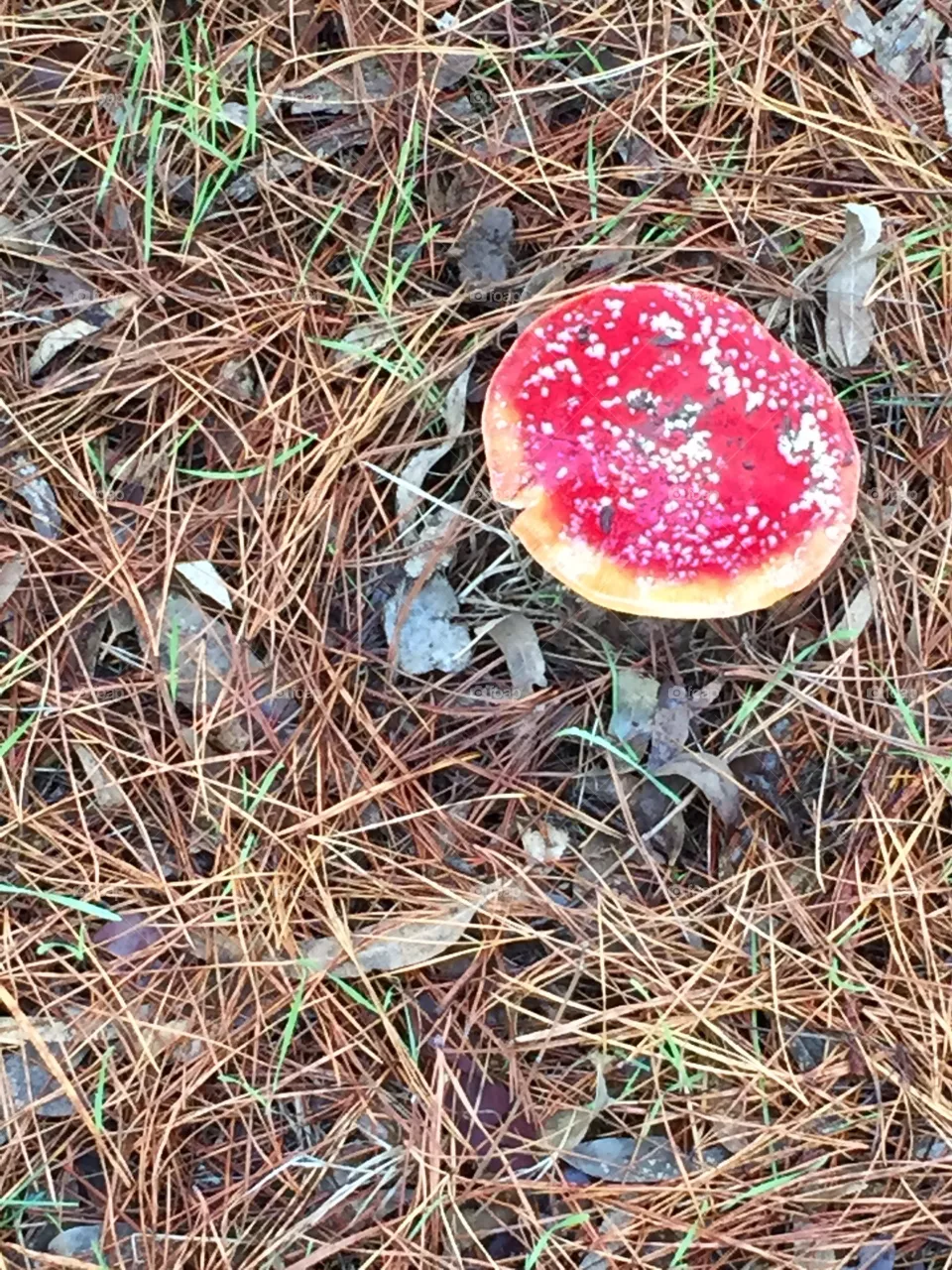 Mushroom