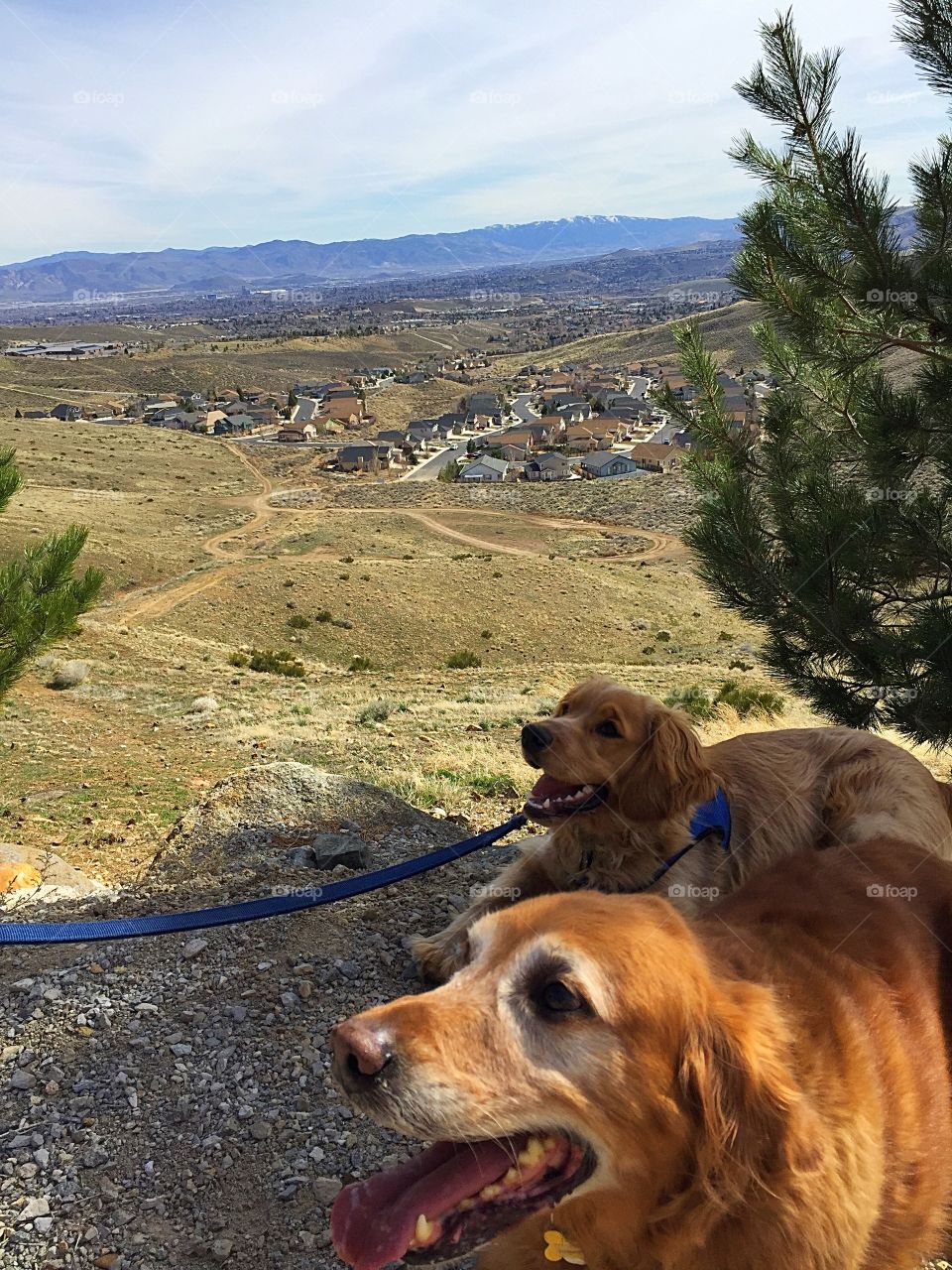 Tuck and Cop on a hike