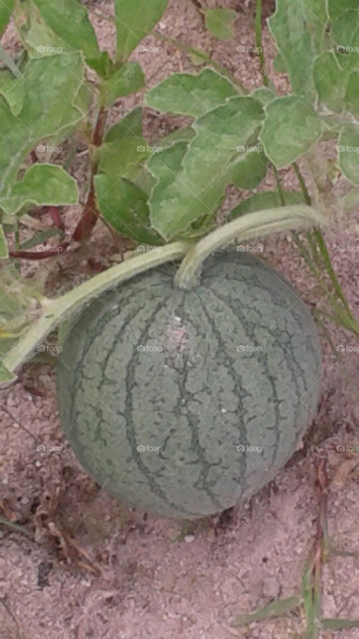 Watermelon baby