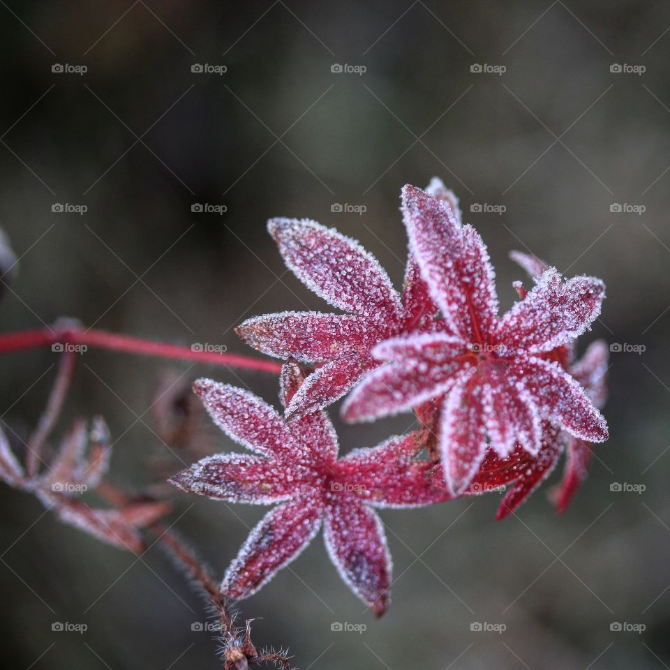 Close-up frosty red flowers