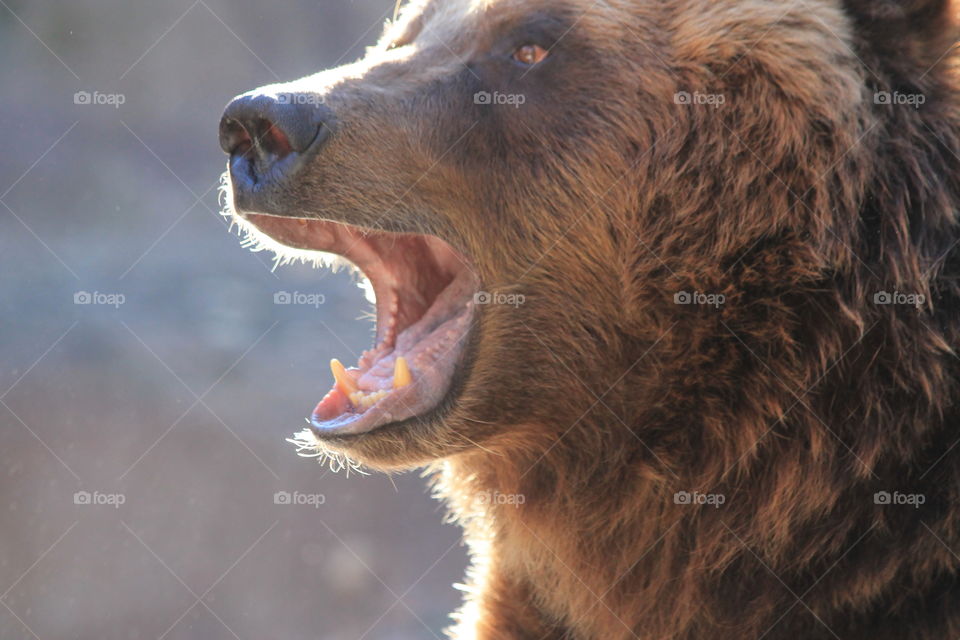 Yelling Bear