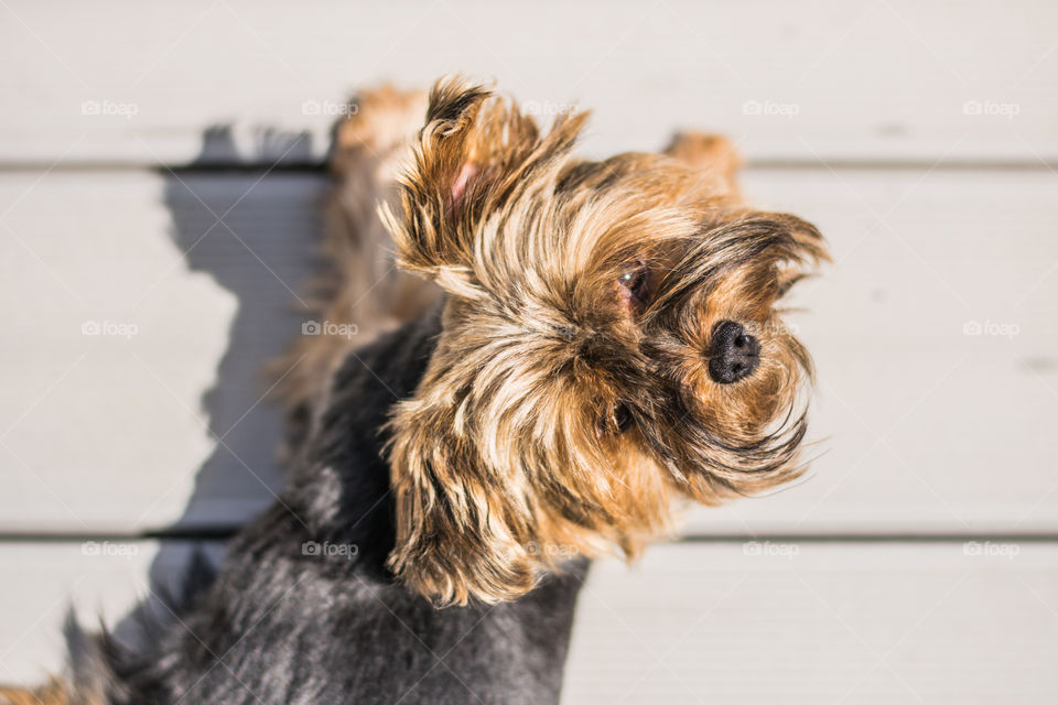 small, fluffy dog