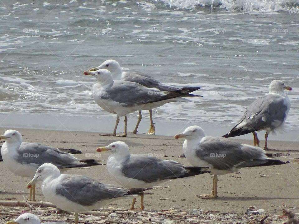 Seagulls on the beach