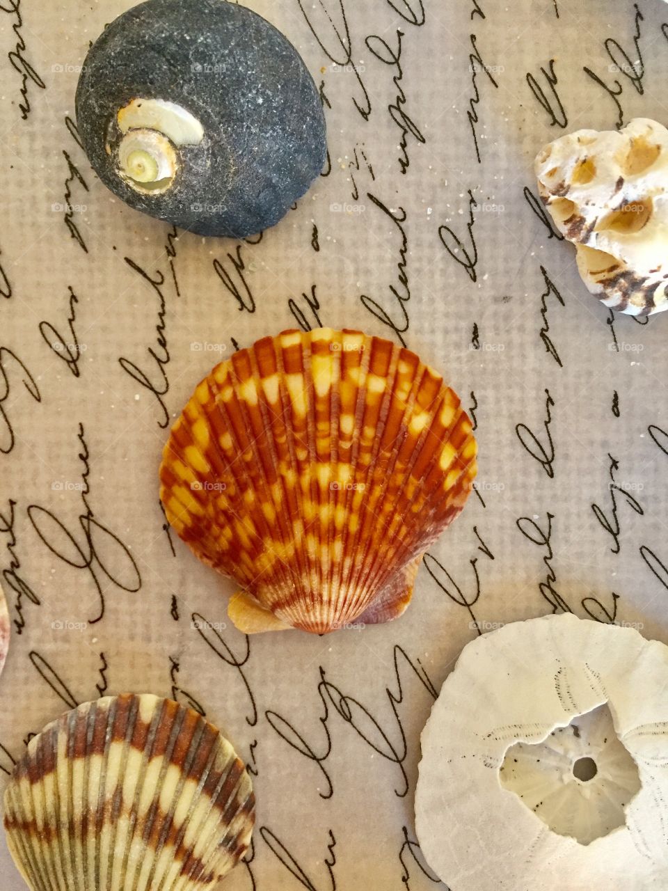 High angle view of seashells