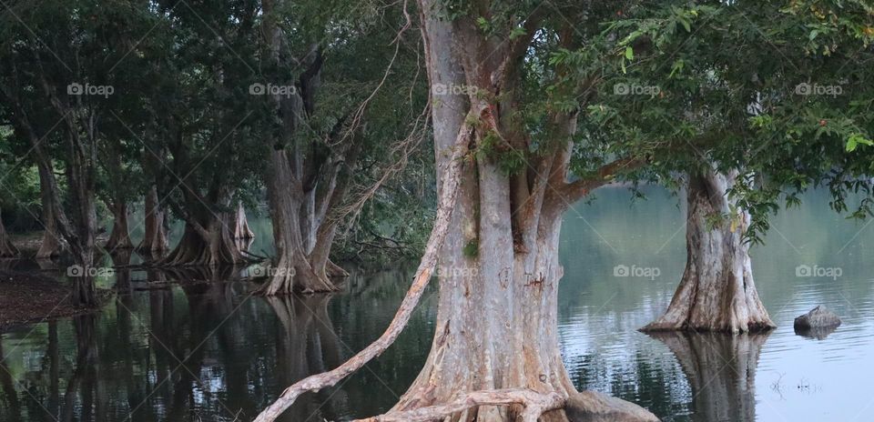 beautiful Watershed trees,.