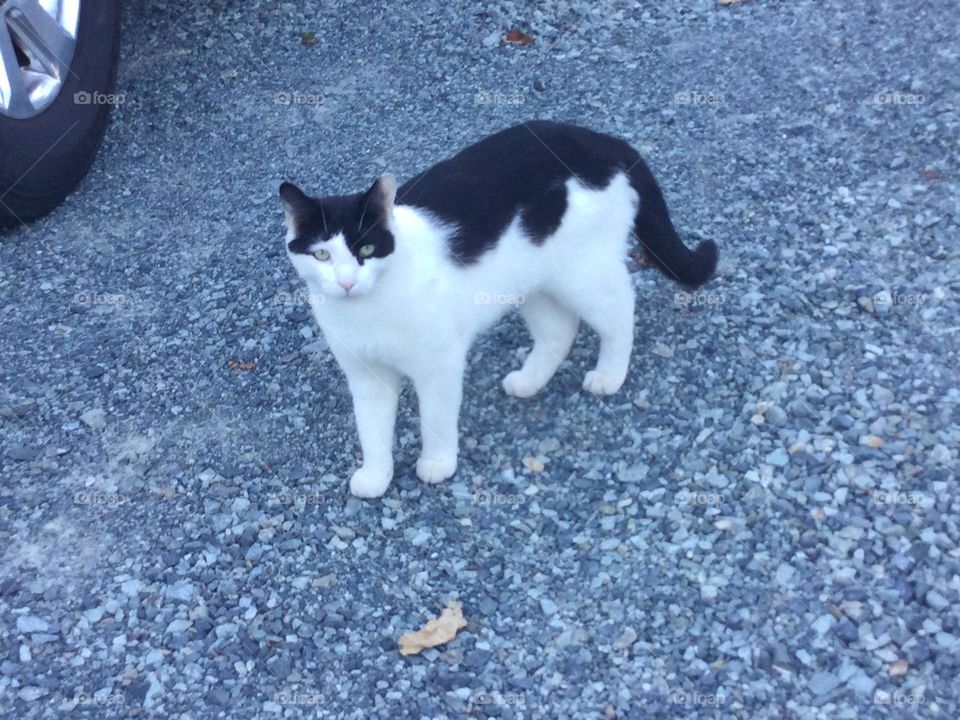 A Cat With Black and White Brindle