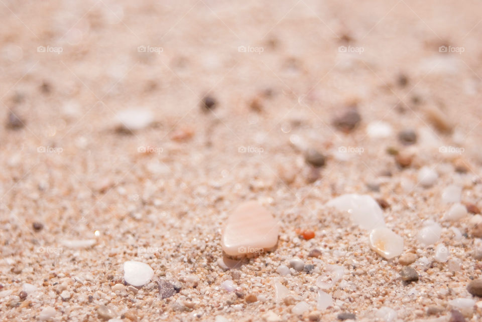 Seashells at beach