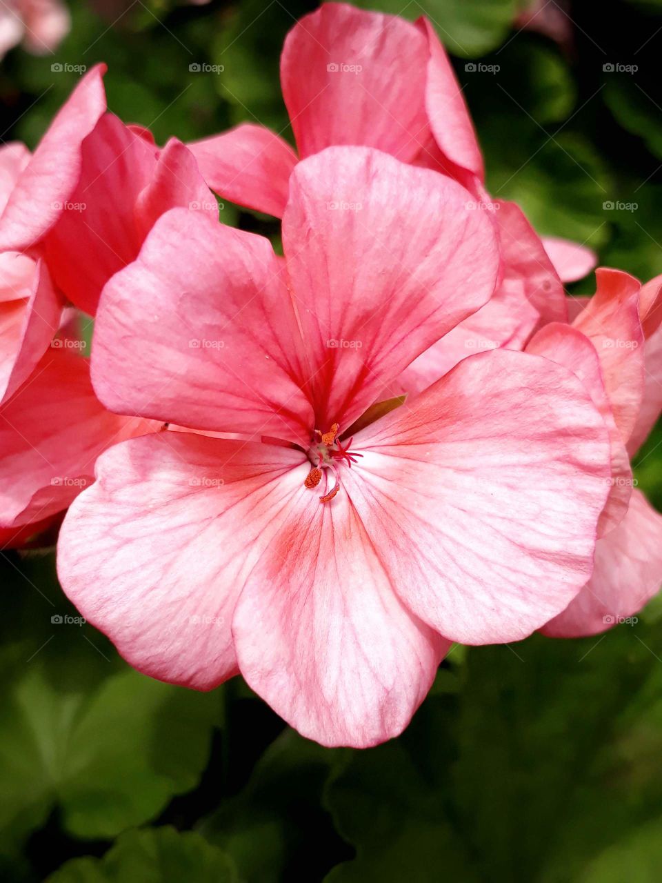 Closeup shot of geranium