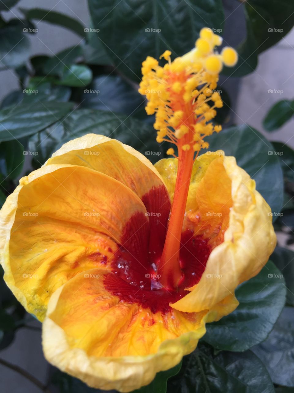 Red yellow flower 