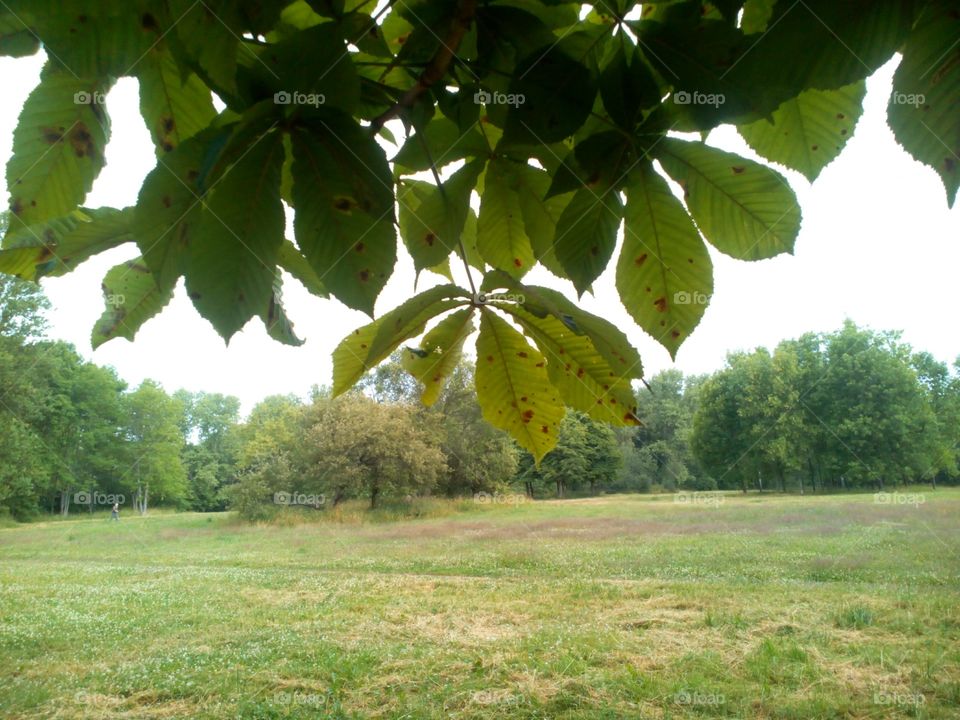 Leaf, Tree, Nature, No Person, Outdoors