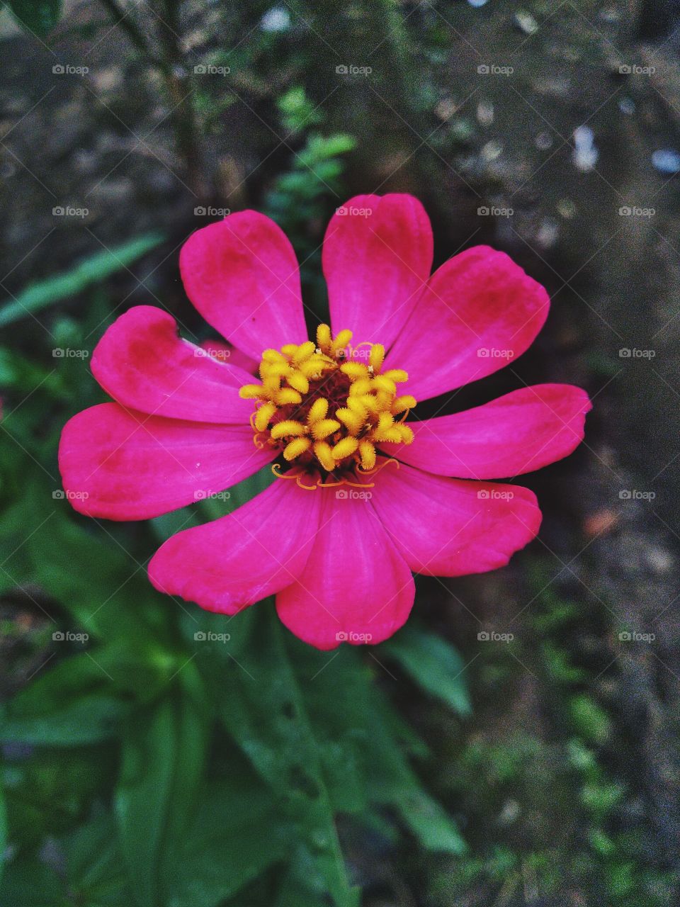 Zinia graceful or better known by the scientific name Zinnia elegans is one of the most famous annual flowering plants of the Zinia genus.