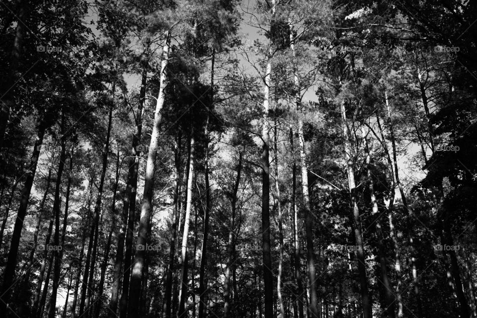 Autumn forest, high contrast . Monochrome image of trees and sky in fall, nature background in black and white