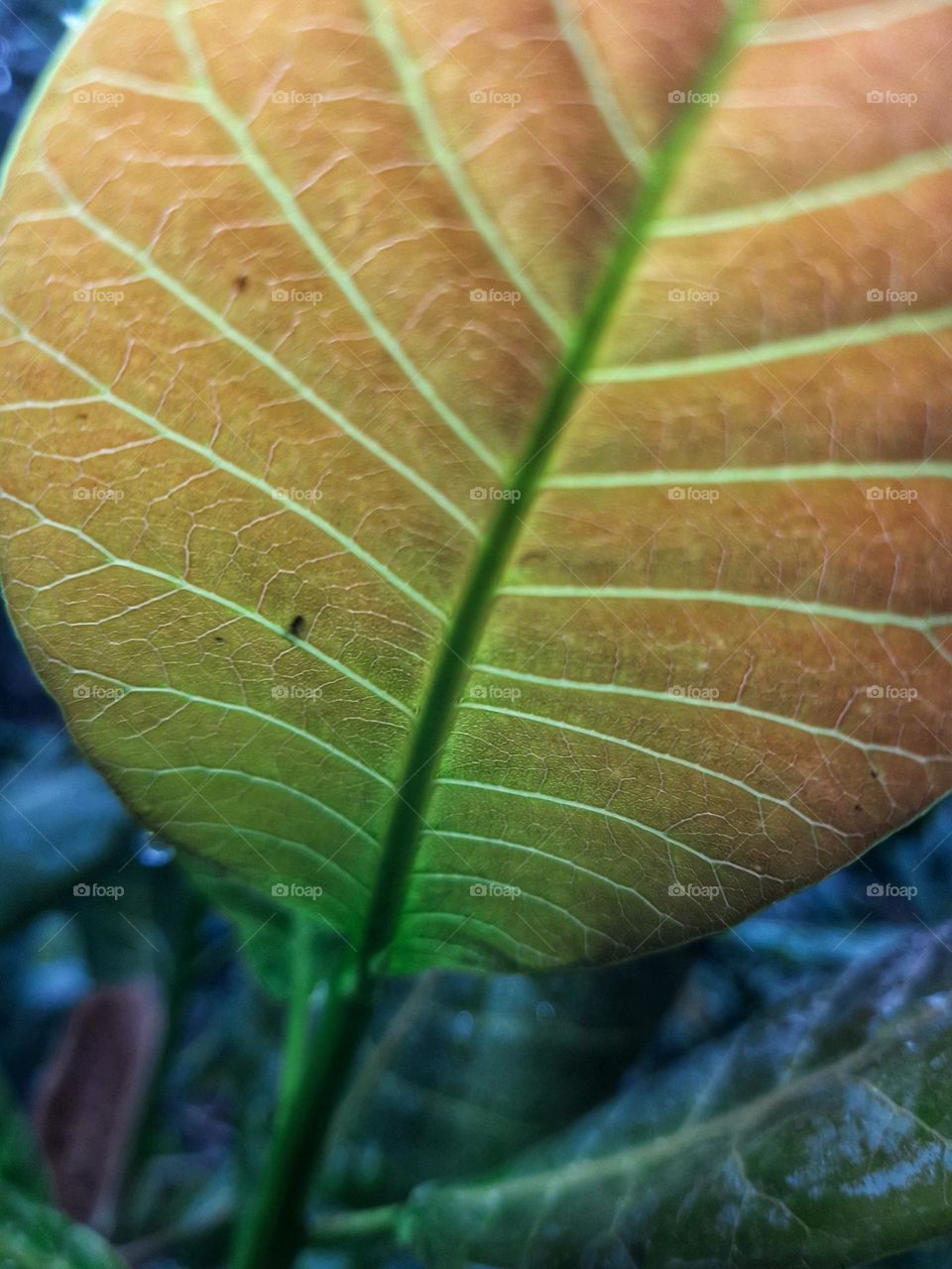 A photo of a light red cashew leaf on a cashew tree.