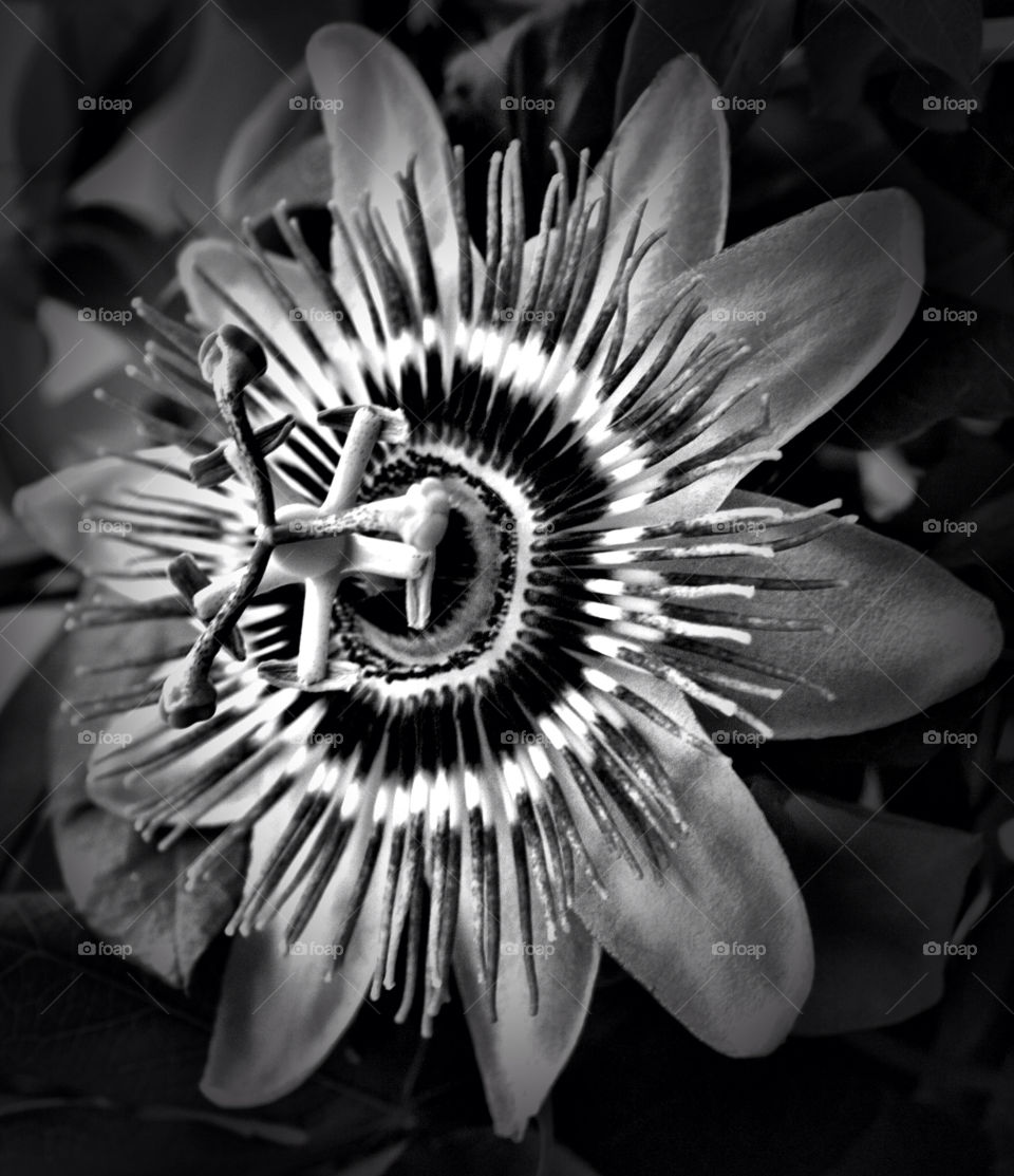 Black and white flower