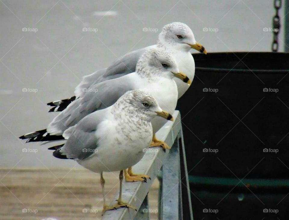 Trio of Seagulls