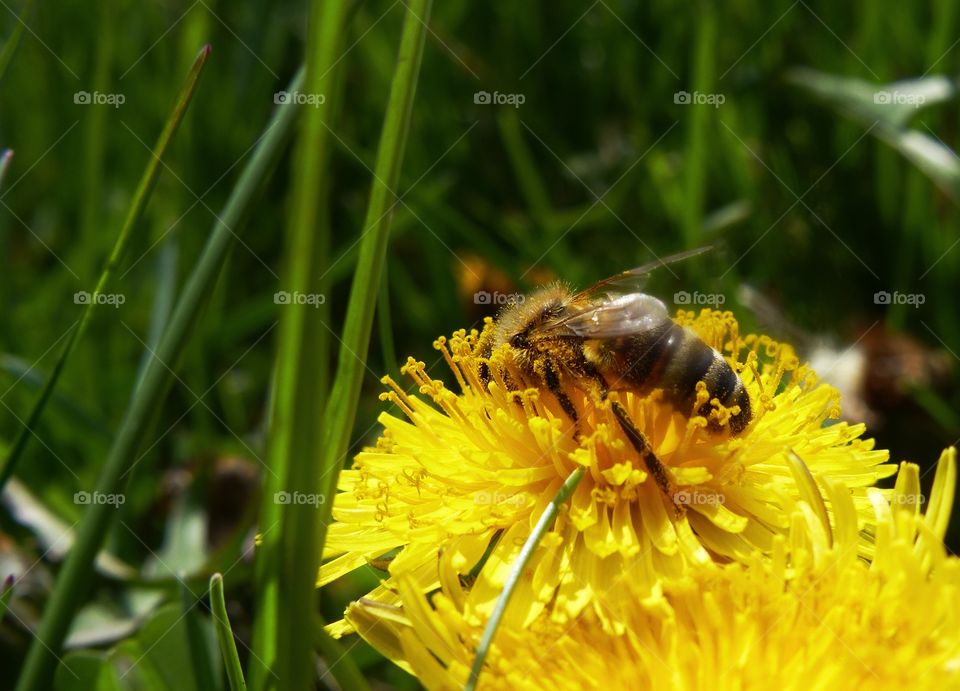 Honey bee close-up