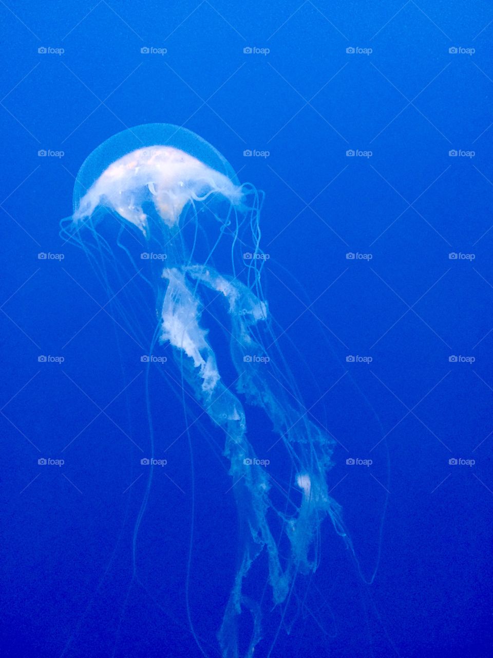 Jellyfish portrait. Jellyfish swims at the Baltimore National Aquarium. 