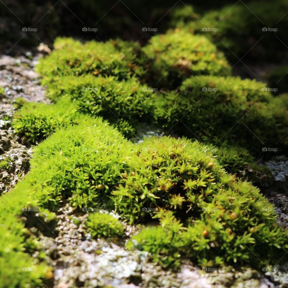 Mossy Rock And Lichen