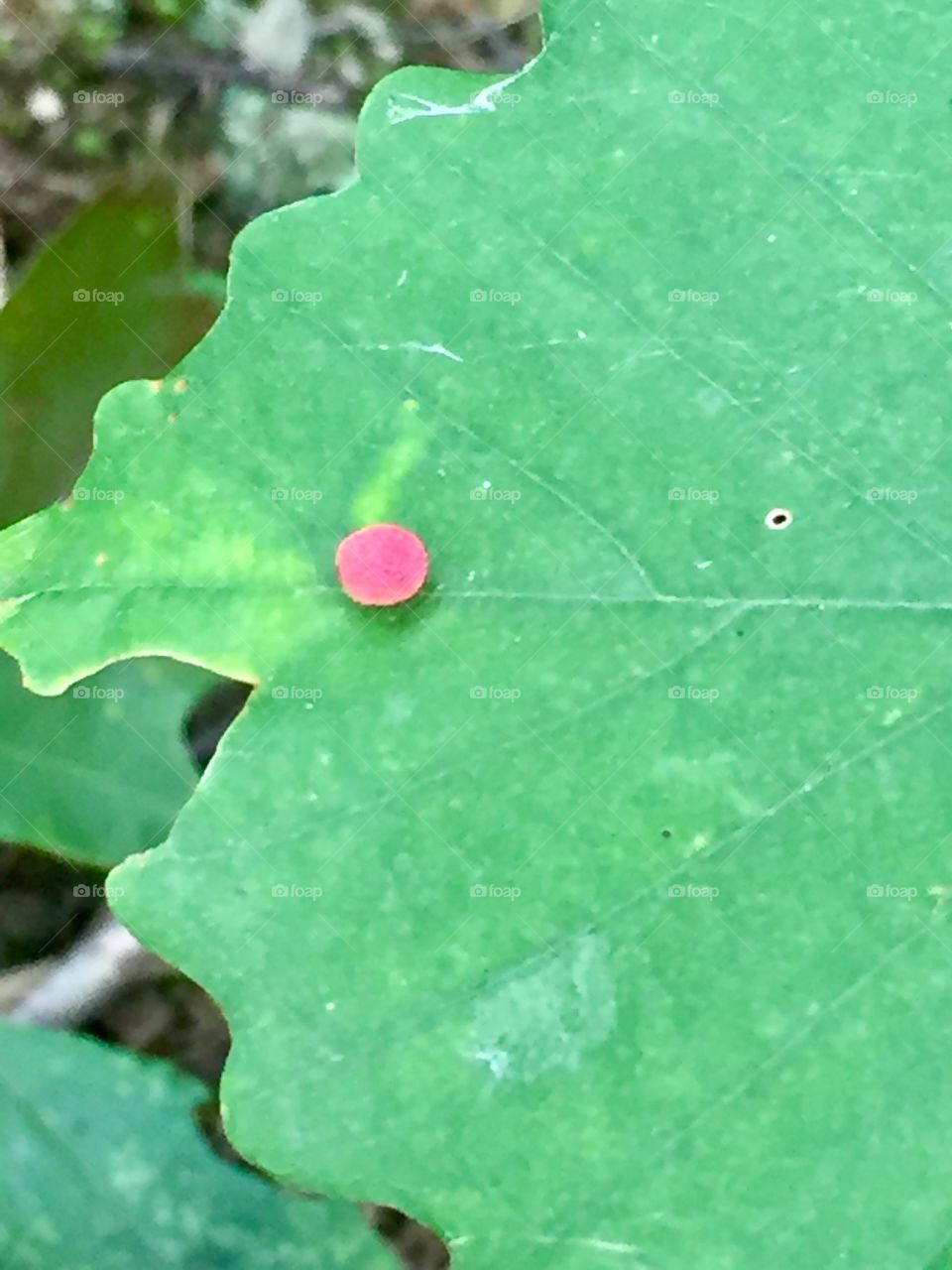 Growth on large leaf