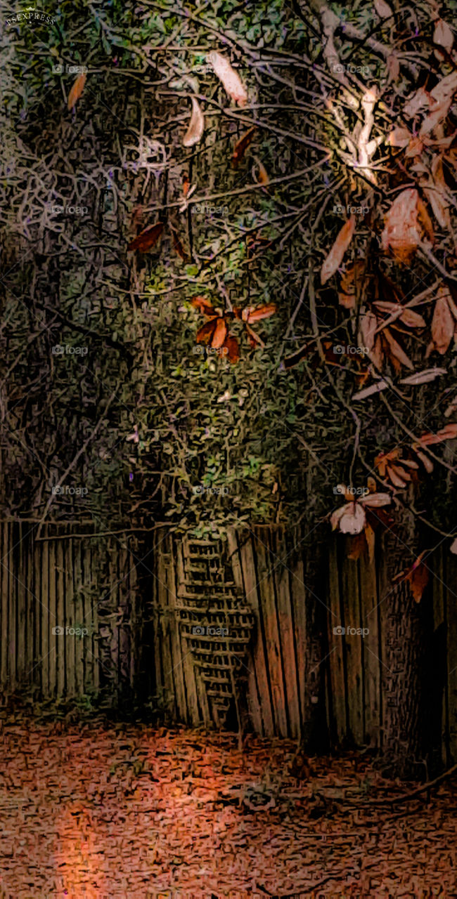 the old wood fence against the edge of the tree line