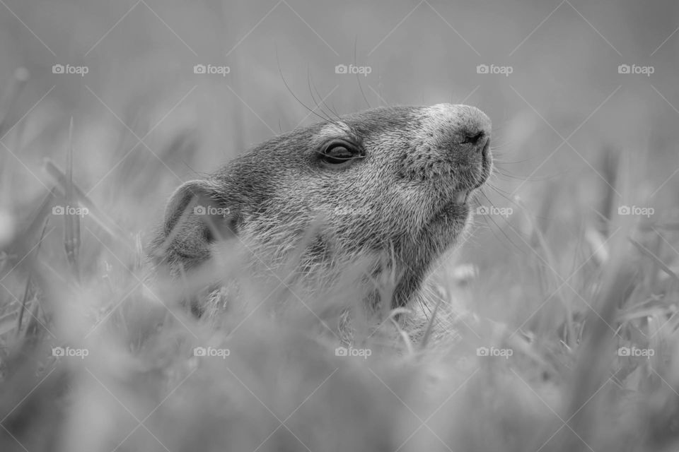 A juvenile groundhog surveys the perimeter to see if it’s okay to graze in the grass. Raleigh, North Carolina. 