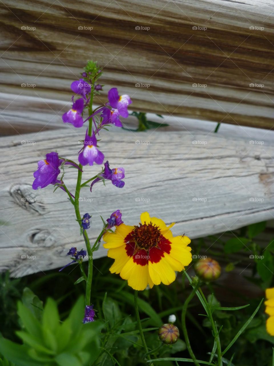Flowers Against a Wood Background 