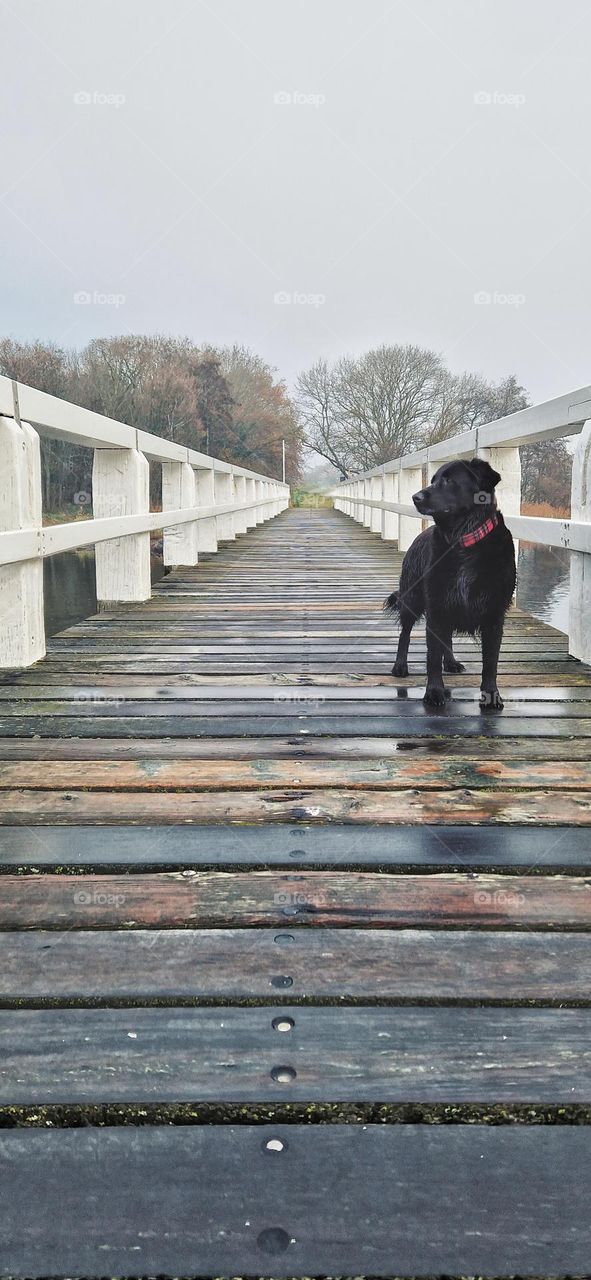 Flat coated Retriever