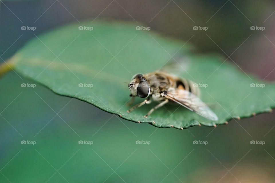 bee
