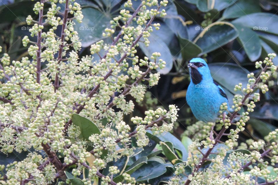 Rápido e doce passarinho azul