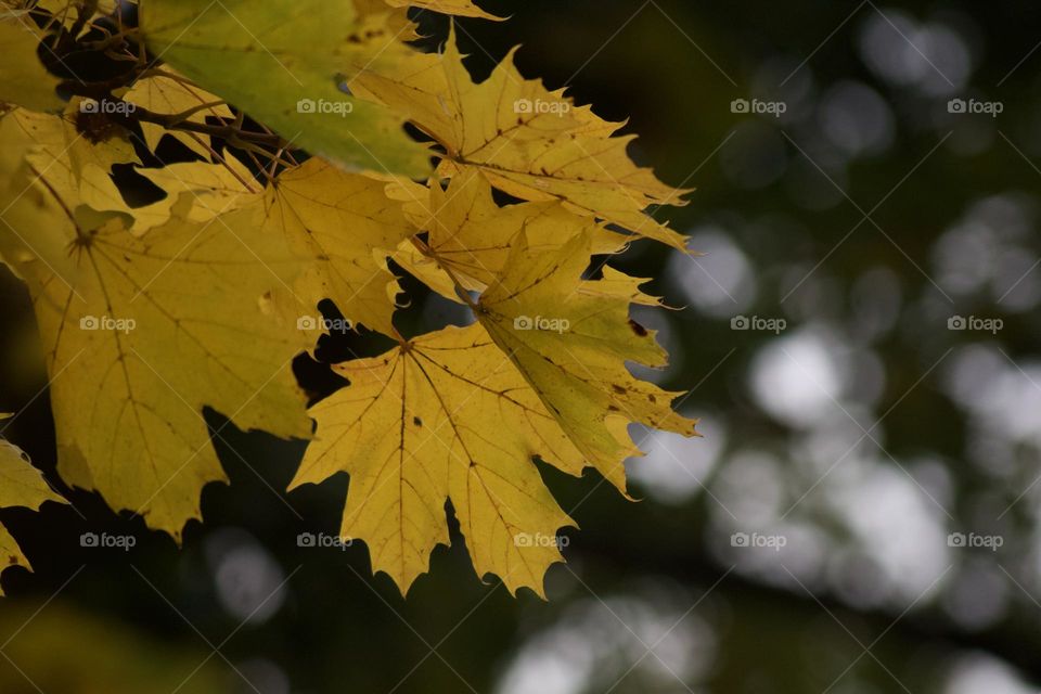 Yellow autumnal leaves of a maple tree with a bokeh in the background.