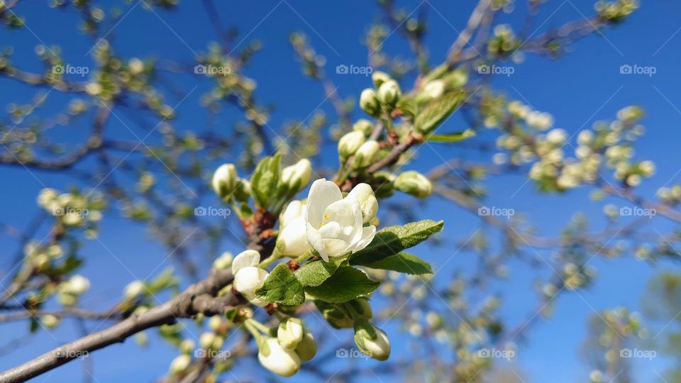First signs of spring 🤍💚 Bloom💚🤍 White flowers🤍💚