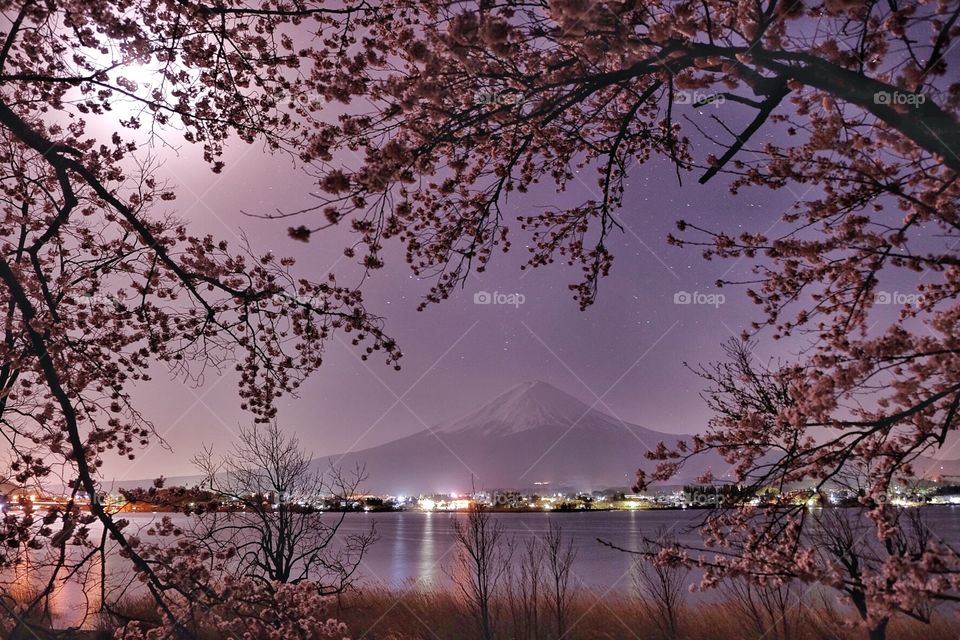 Fuji san was captured by Sakura frame and was surrounded by stars.