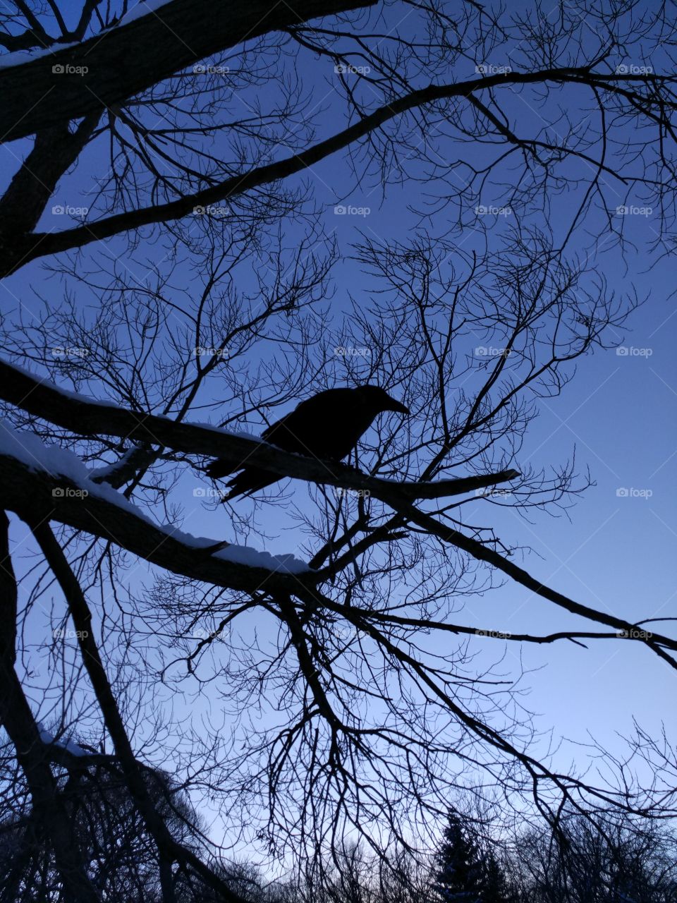 Black Raven.