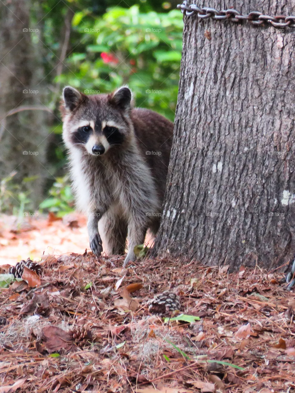Raccoon