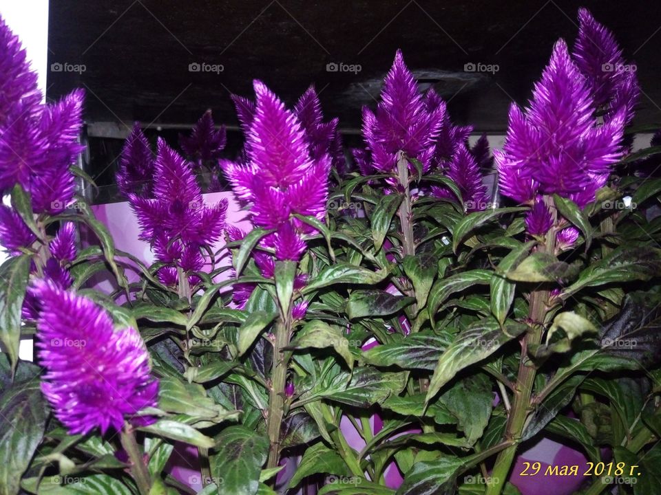 Цветок.Фиолетовый.Зеленый.