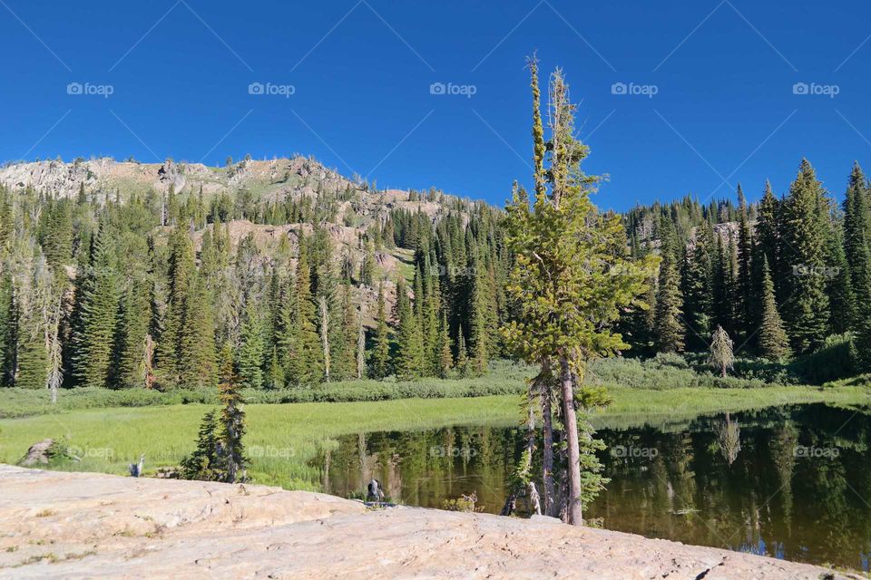 Wood, Nature, No Person, Tree, Outdoors