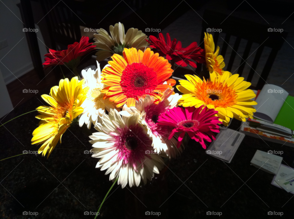 flowers love gerbera daisies by Ryegirl64
