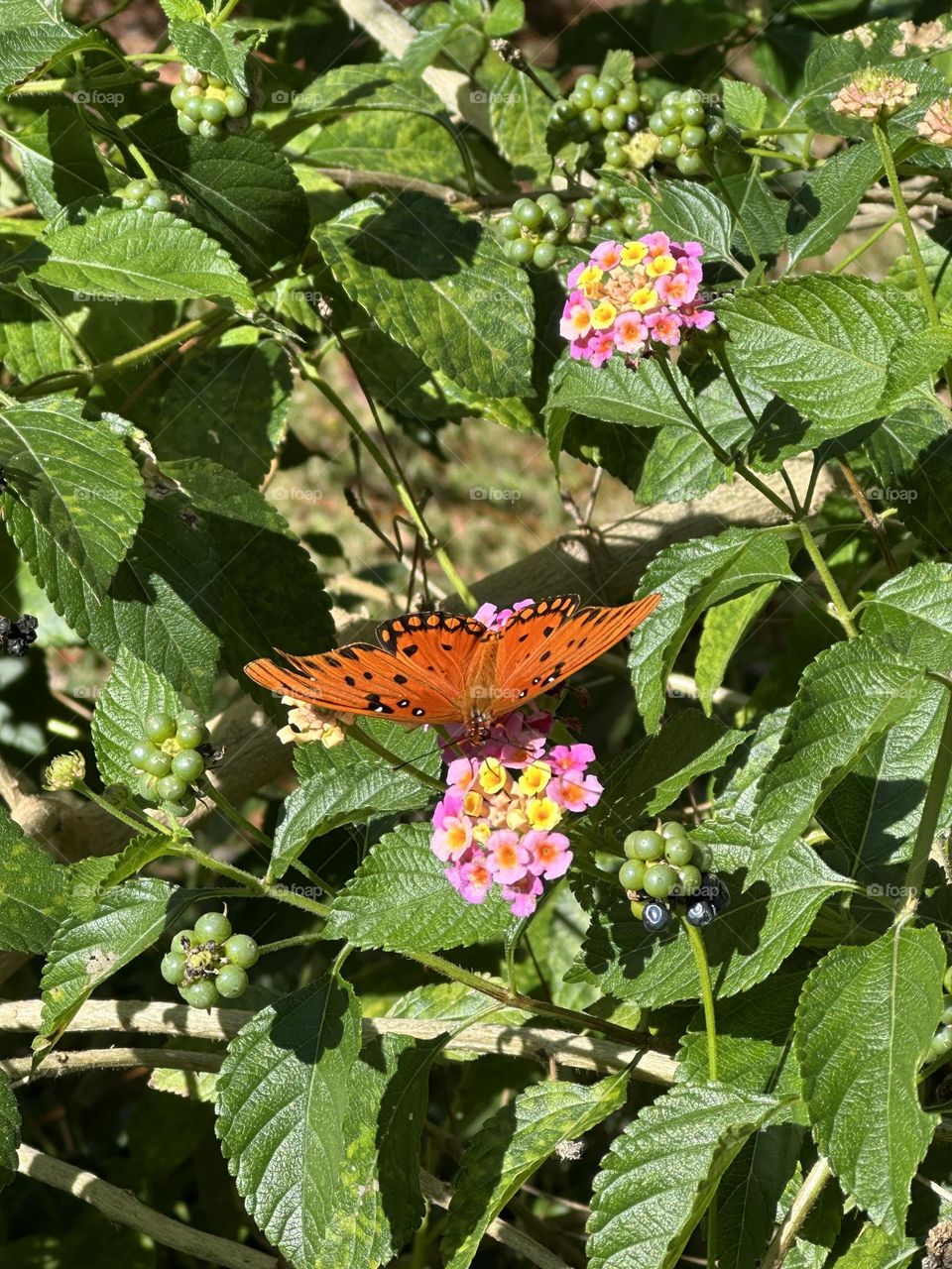 A Gulf Fritillary butterfly drinks nectar on a bi-color lantana flower. Beautiful orange and black butterfly with white spots and white markings on head