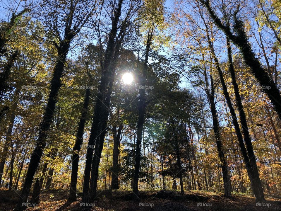 Sun coming through the trees on a warm autumn day in the woods 