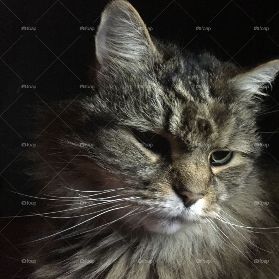 Close-up of a cat against black background