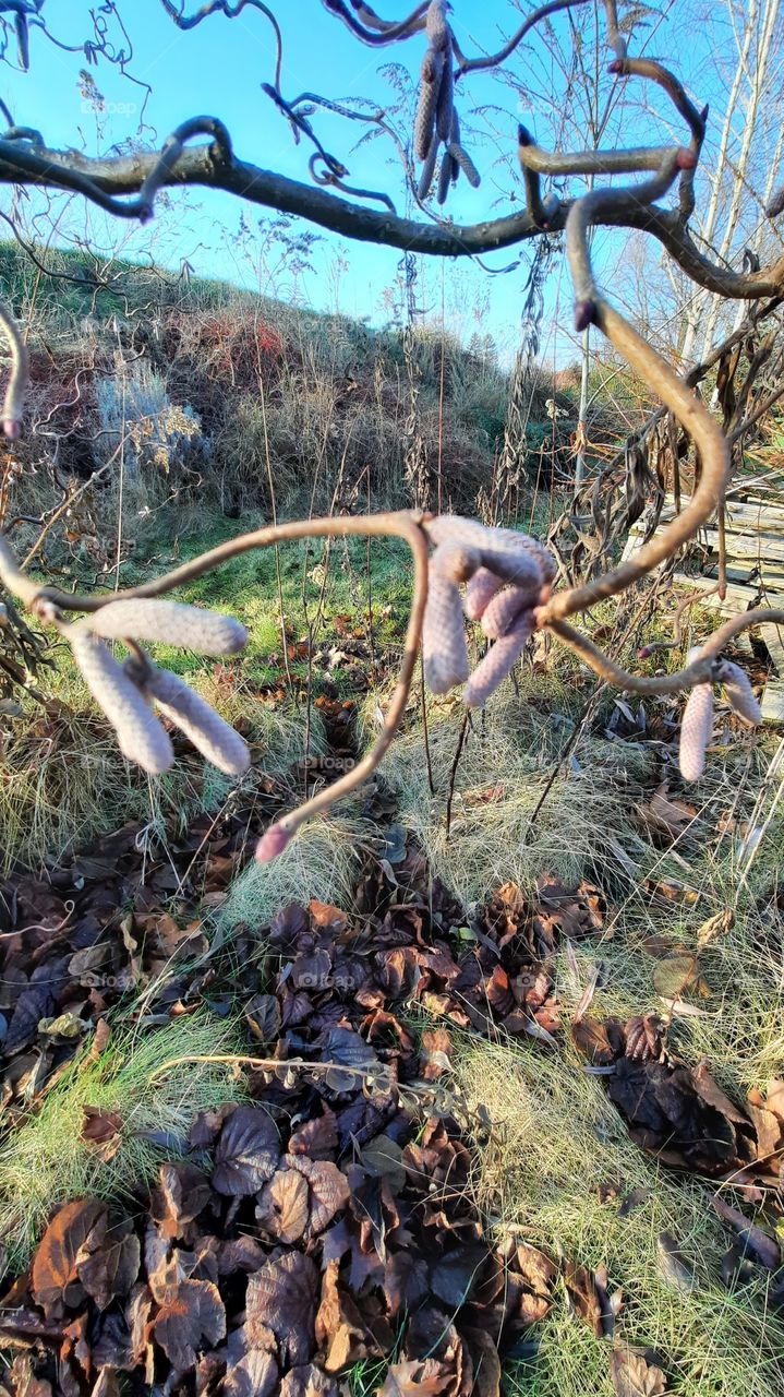 garden in winter - hazel flowers buds illuminated by morning sun